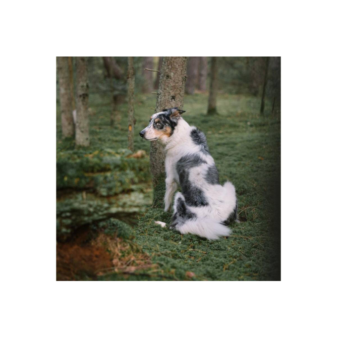 aanvullend diervoeder voor volwassen honden ter voorkoming van het eten van uitwerpselen - 2