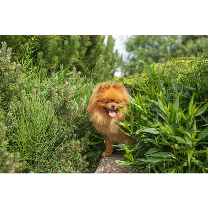 aanvullend graanvrij voer - snacks voor volwassen honden van alle rassen met rode vacht met zalm - 3