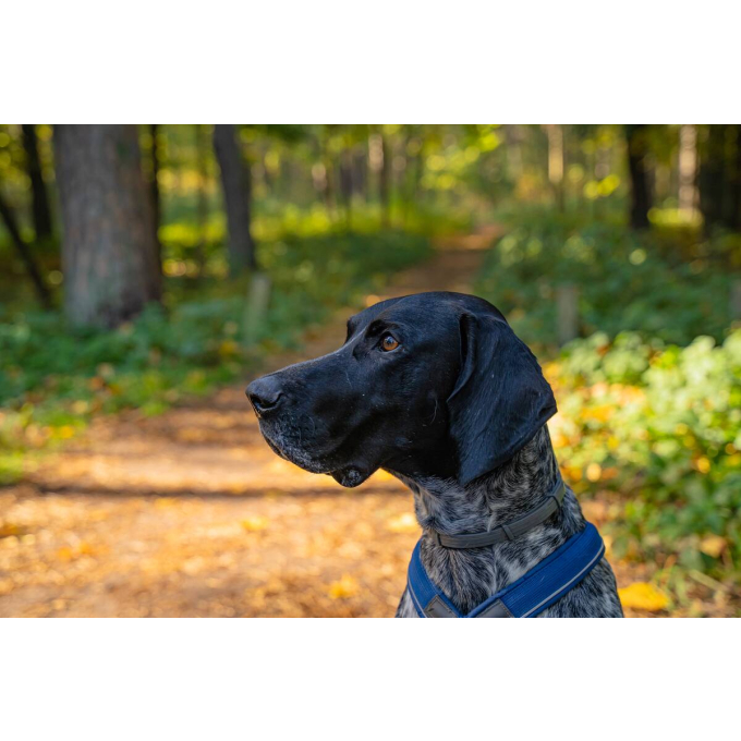 лакомство для собак палочки из сыромятной кожи с рулетиками из утки и трески - 2