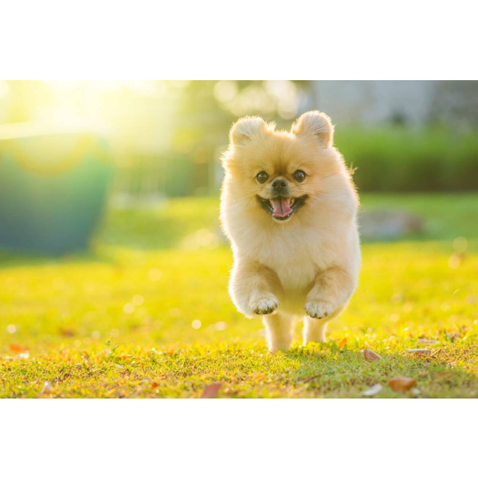 pienso complementario - snacks para el cuidado intestinal con pescado blanco y arroz para perros adultos de todas las razas con pelaje blanco - 2