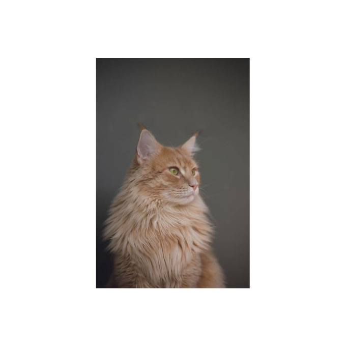 aanvullend diervoeder - snacks ter ondersteuning van de urinewegen met gevogelte voor volwassen katten - 2