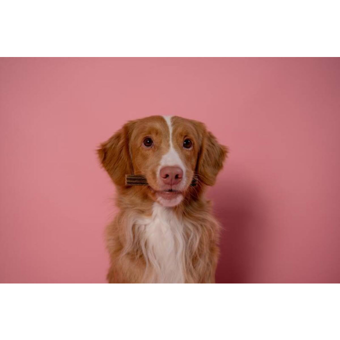 aliment complémentaire sans céréales - snacks pour chiens adultes de toutes races au pelage roux avec saumon - 3