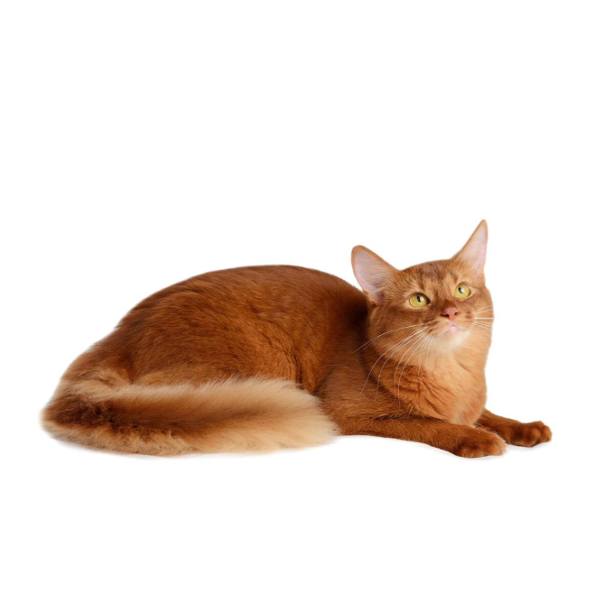 droogvoer zonder granen met haring voor volwassen katten van alle rassen met rode vacht - 3